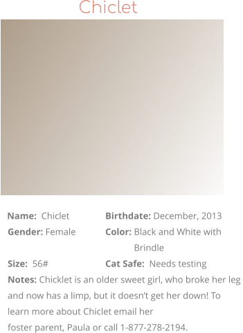 Chiclet                Name:  Chiclet		Birthdate: December, 2013    Gender: Female		Color: Black and White with                                                            Brindle    Size:  56#			Cat Safe:  Needs testing    Notes: Chicklet is an older sweet girl, who broke her leg    and now has a limp, but it doesn’t get her down! To    learn more about Chiclet email her      foster parent, Paula or call 1-877-278-2194.